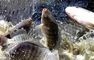 Phân biệt thủy sản và hải sản: Ranh giới mỏng manh, chung một giá trị