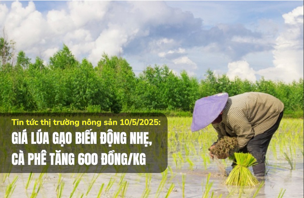 Tin tức thị trường nông sản 10/5/2025: Giá lúa gạo biến động nhẹ, cà phê tăng 600 đồng/kg