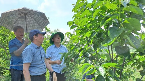Bắc Kạn kiểm tra tiến độ thực hiện dự án xây dựng mô hình thâm canh và nhân giống hồng không hạt LT-1