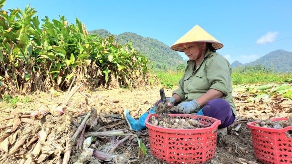 Na Rì – Bắc Kạn: Tạo môi trường cơ chế, chính sách tốt để khuyến khích phát triển sản xuất nông nghiệp