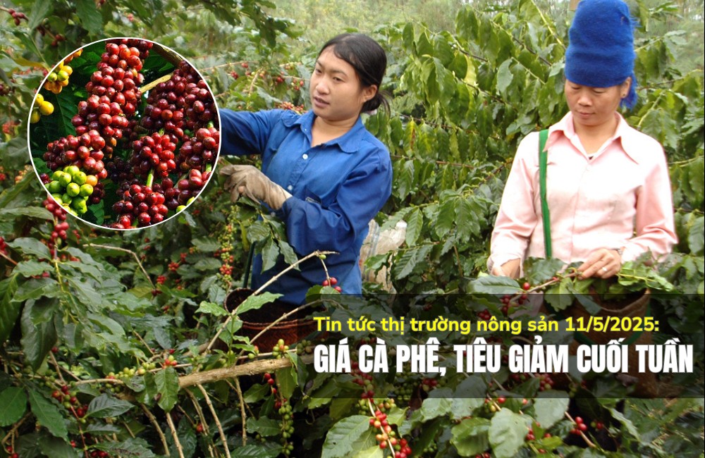 Tin tức thị trường nông sản 11/5/2025: Giá cà phê, tiêu giảm cuối tuần