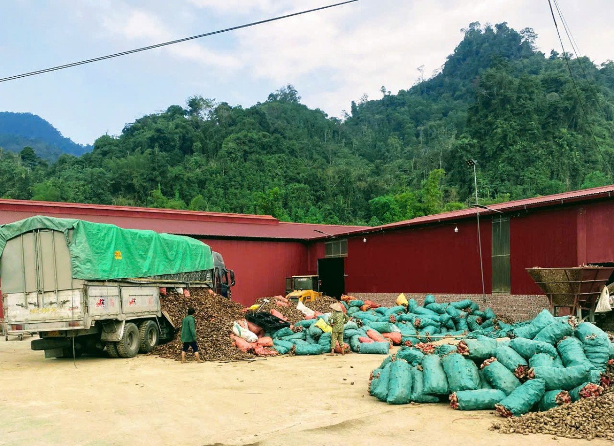 Người phụ nữ đưa miến dong " đặc sản Bắc Kạn" vươn ra biển lớn