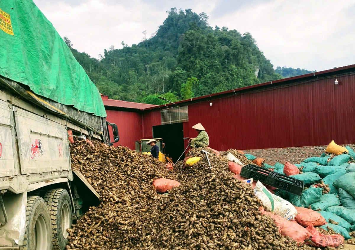 Người phụ nữ đưa miến dong " đặc sản Bắc Kạn" vươn ra biển lớn