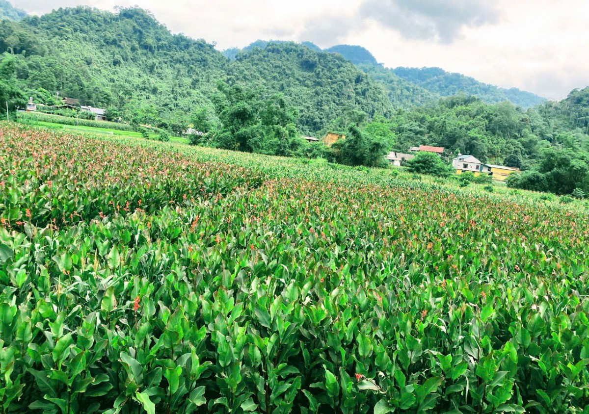 Người phụ nữ đưa miến dong " đặc sản Bắc Kạn" vươn ra biển lớn