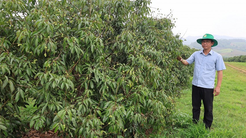 anh Bùi Đức Thủy, Phó Giám đốc phụ trách sản xuất Cty Hồ Gươm Sông Âm hy vọng năm 2025 diện tích vải sẽ cho vụ mùa bội thu.