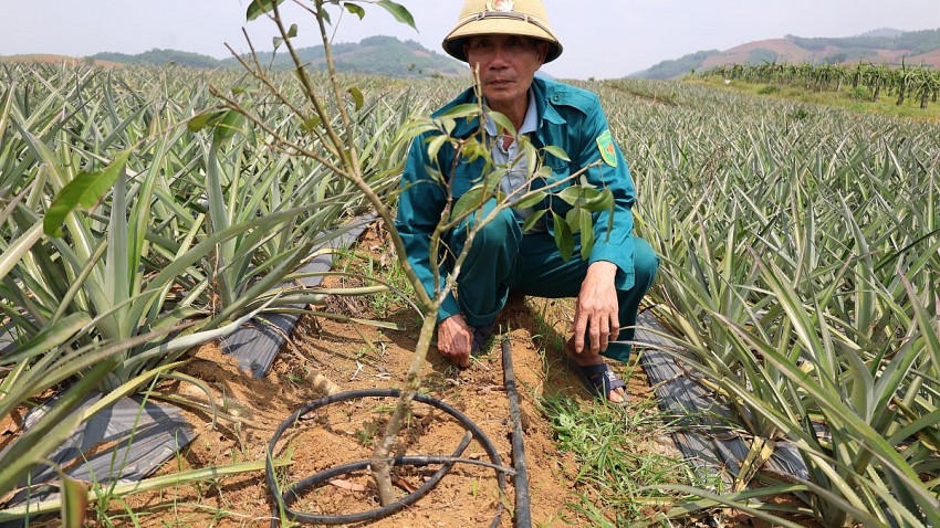 Công nhân của công ty thực hiện việc trăm sóc vải không hạt theo đúng tiêu chuẩn.