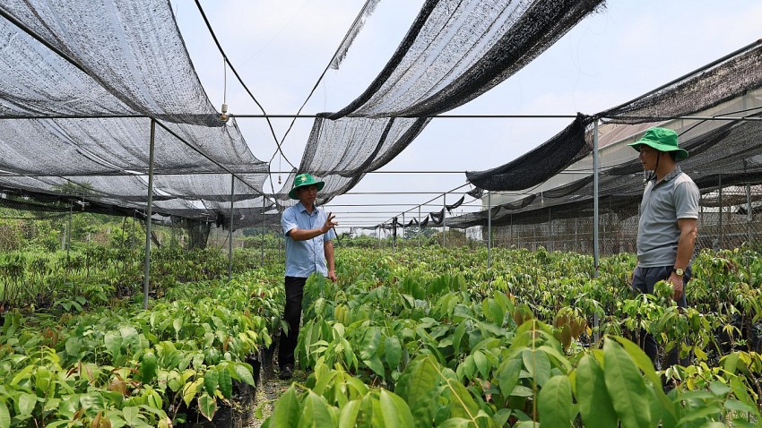 Để mở rộng diện tích vải không hạt vào năm 2026 lên 80 ha, Cty Hồ Gươm Sông Âm đã chủ động vườn ươm giống theo tiêu chuẩn kỹ thuật.