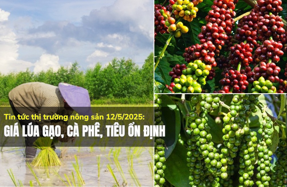 Tin tức thị trường nông sản 12/5/2025: Giá lúa gạo, cà phê, tiêu ổn định