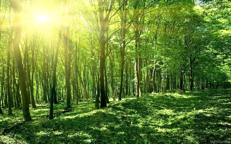 Rừng lá chắn xanh vô giá và mối quan hệ sống còn với đất đai và nguồn nước