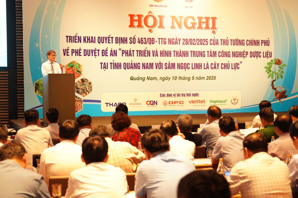 Sâm Ngọc Linh là cây chủ lực đưa Quảng Nam thành trung tâm dược liệu quốc gia