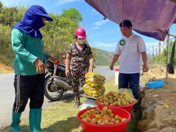 Nông dân Mường Lát trúng đậm mùa đào