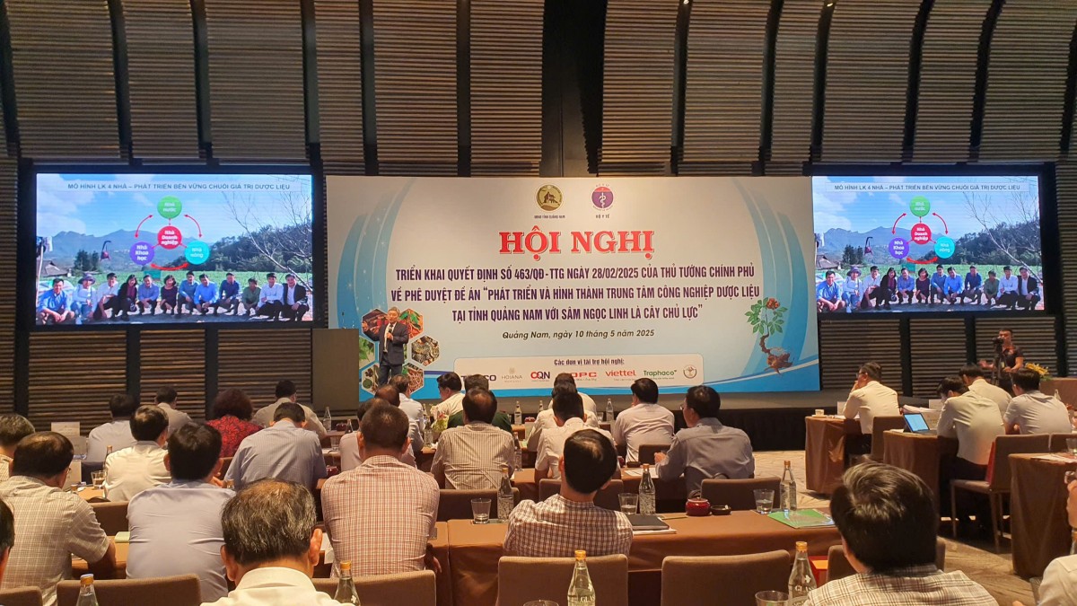 Sâm Ngọc Linh là cây chủ lực đưa Quảng Nam thành trung tâm dược liệu quốc gia
