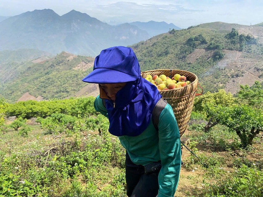 Mỗi sáng sớm, chị Gia Thị Nính lại đeo gùi đi hái đào mang về nhập cho thương lái dưới xuôi. 