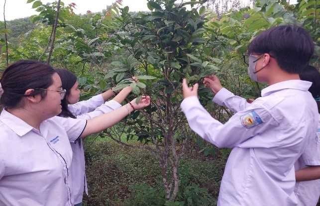 Quảng Ninh: Nhóm học sinh chế tạo ra chế phẩm giúp phòng bệnh cho trà hoa vàng