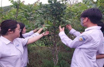 Quảng Ninh: Nhóm học sinh chế tạo ra chế phẩm giúp phòng bệnh cho trà hoa vàng