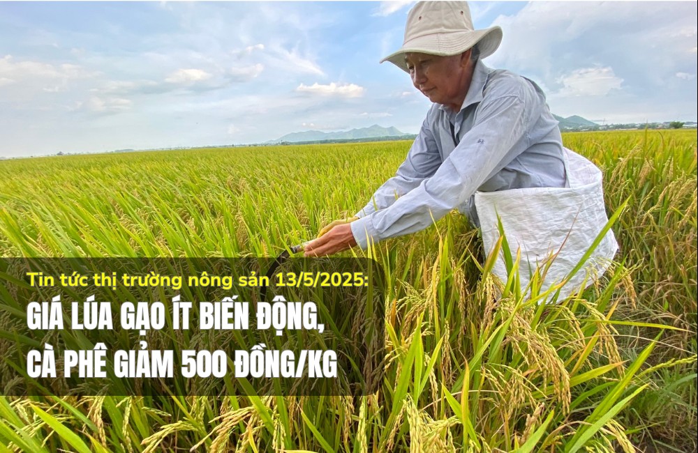 Tin tức thị trường nông sản 13/5/2025: Giá lúa gạo ít biến động, cà phê giảm 500 đồng/kg