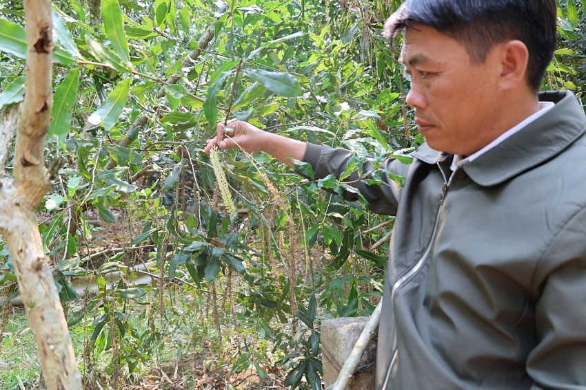 Anh Hà Văn Mừng mạnh dạn chuyển đổi cơ cấu cây trồng từ luồng sang trồng cây mắc ca.