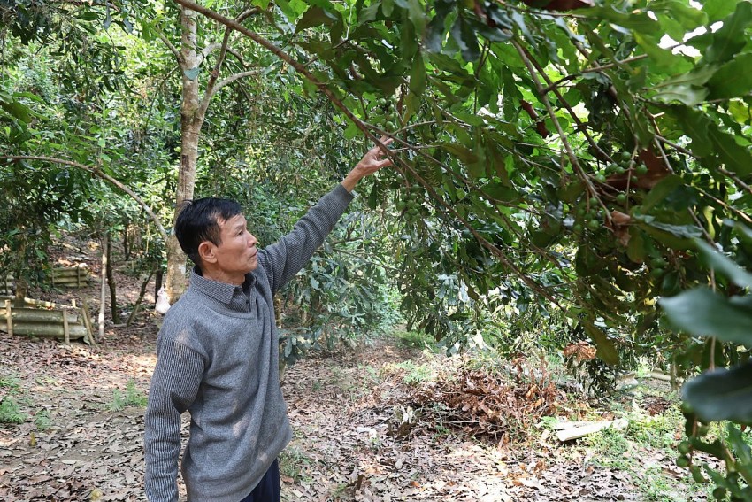 Mô hình trồng cây mắc ca đã giúp hộ ông Hà Văn Thính có thu nhập cao hơn rất nhiều so với trồng luồng. 