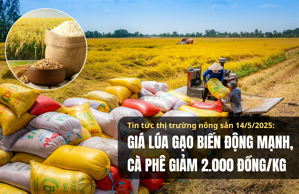 Tin tức thị trường nông sản 14/5/2025: Giá lúa gạo biến động mạnh, cà phê giảm 2.000 đồng/kg