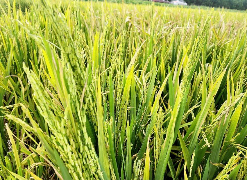 Nhiều diện tích lúa trổ không kết hạt