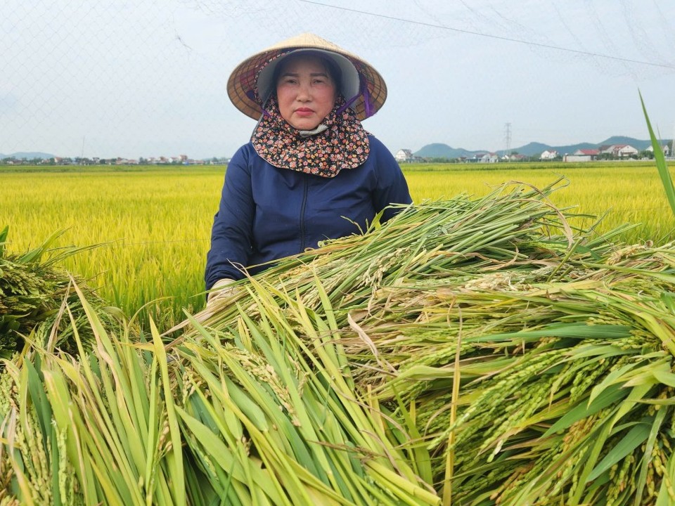 Nghệ An: Hơn 2.500 ha lúa vụ Xuân tỷ lệ lép xanh cao