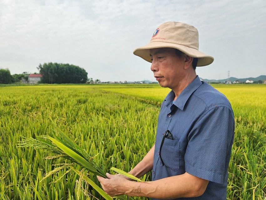 Nghệ An: Hơn 2.500 ha lúa vụ Xuân tỷ lệ lép xanh cao
