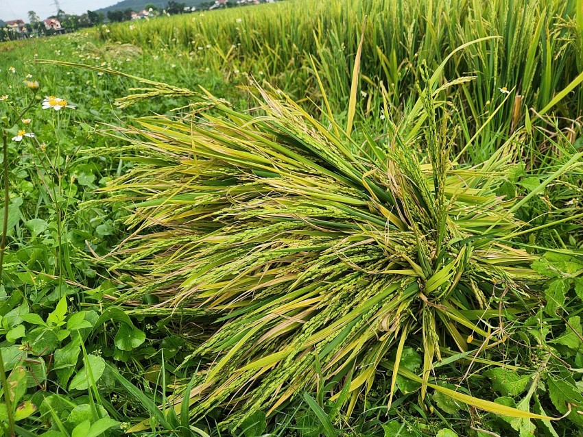 Nghệ An: Hơn 2.500 ha lúa vụ Xuân tỷ lệ lép xanh cao