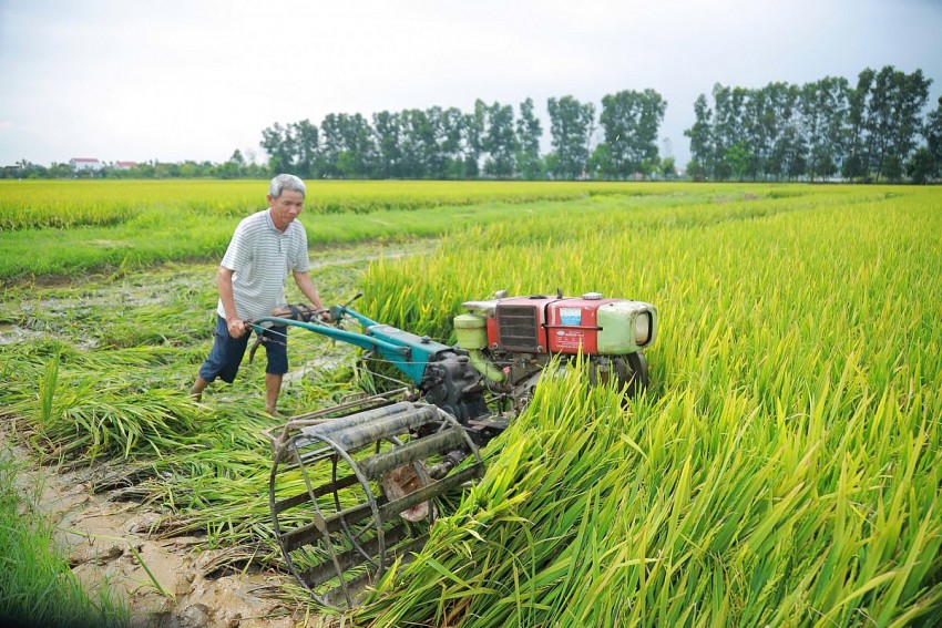nghệ an mất mùa