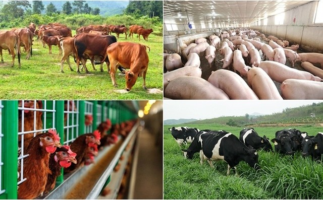 Khoa học công nghệ trong ngành chăn nuôi, thú y đã được quan tâm từ rất sớm