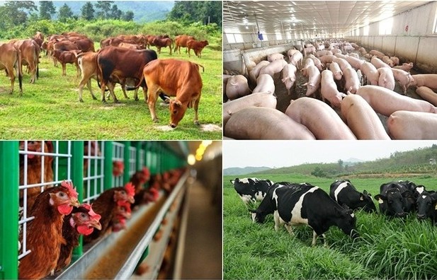 Khoa học công nghệ trong ngành chăn nuôi, thú y đã được quan tâm từ rất sớm