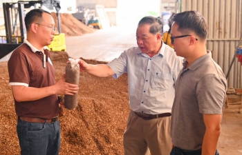 Từ mùn cưa đến siêu thị: Hành trình trắc trở của nấm hữu cơ Việt