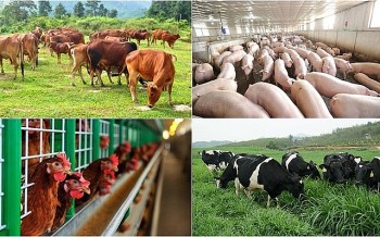 Khoa học công nghệ trong ngành chăn nuôi, thú y đã được quan tâm từ rất sớm
