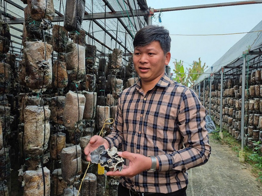 anh Hưng chia sẻ quy trình làm nấm mộc nhĩ, nấm sò hữu cơ cần nhiều công đoạn và đảm bảo yếu tố phức tạp.