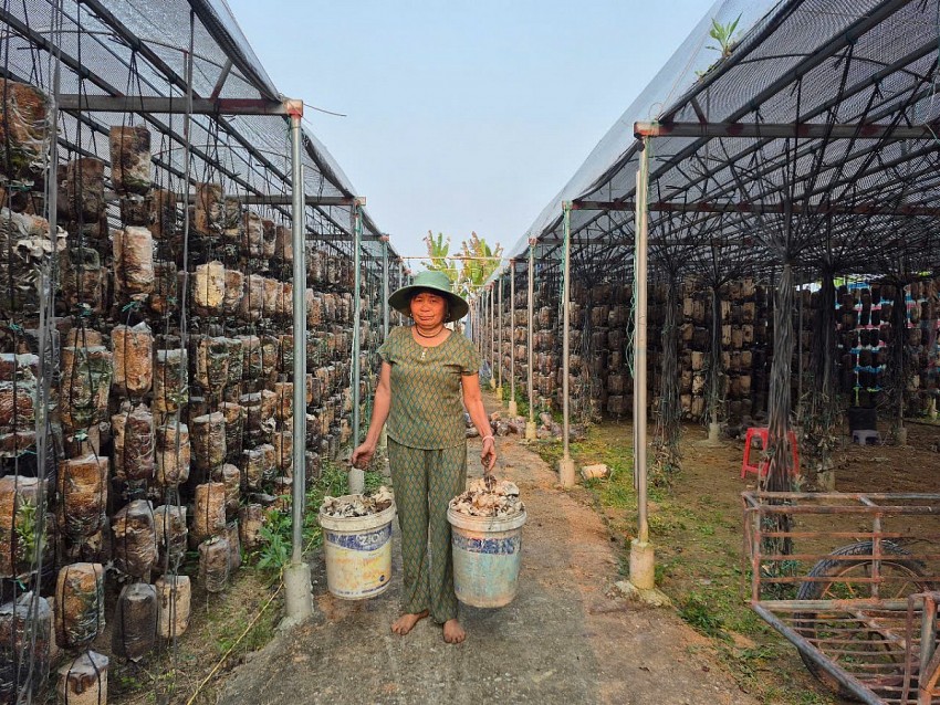 Trang trại nấm hữu cơ của anh Hưng tạo công ăn việc làm cho hàng chục lao động địa phương với thu nhập từ 5-7 triệu đồng/tháng.