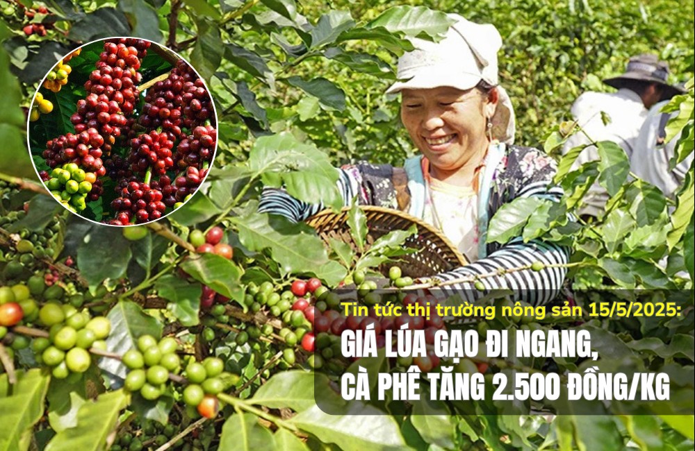 Tin tức thị trường nông sản 15/5/2025: Giá lúa gạo đi ngang, cà phê tăng 2.500 đồng/kg