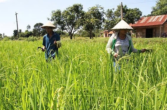 Lâm Đồng: Phê duyệt vùng quy hoạch trồng lúa có năng suất, chất lượng cao