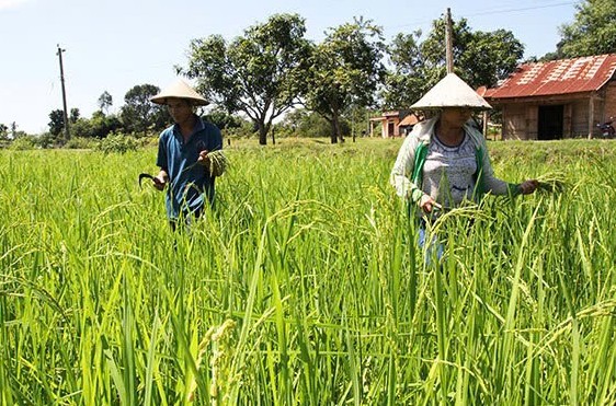 Lâm Đồng: Phê duyệt vùng quy hoạch trồng lúa có năng suất, chất lượng cao
