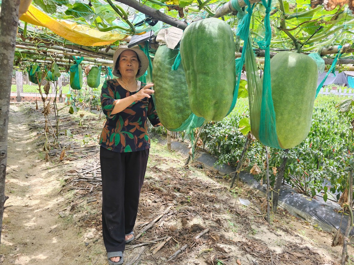 Mãn nhãn với vườn bí đao khổng lồ chỉ có ở Bình Định