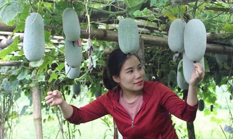 Xây dựng chuỗi liên kết để phát triển nông nghiệp hữu cơ bền vững