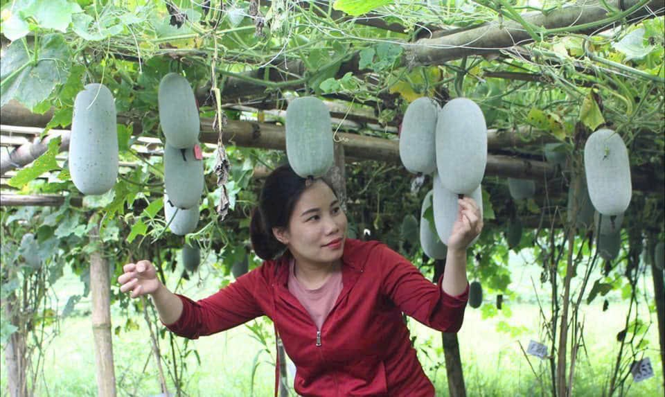 Xây dựng chuỗi liên kết để phát triển nông nghiệp hữu cơ bền vững
