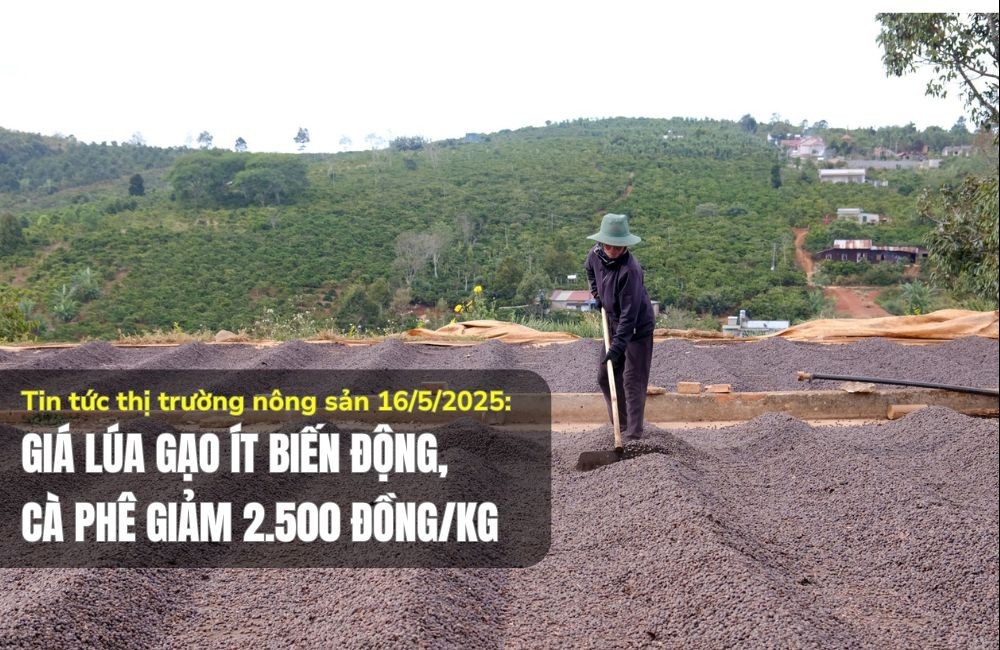 Tin tức thị trường nông sản 16/5/2025: Giá lúa gạo ít biến động, cà phê giảm 2.500 đồng/kg