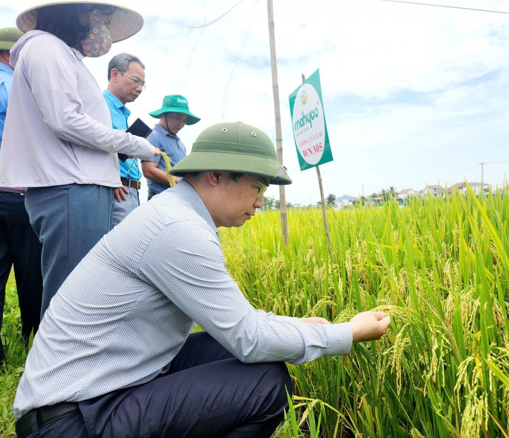 Đánh giá hậu kiểm sinh trưởng lúa vụ Xuân 2025 tại Nghệ An