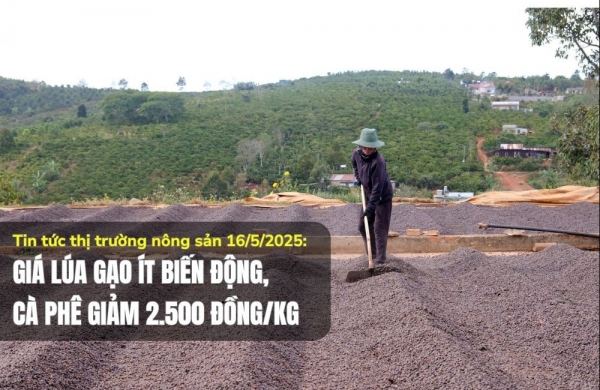 Tin tức thị trường nông sản 16/5/2025: Giá lúa gạo ít biến động, cà phê giảm 2.500 đồng/kg