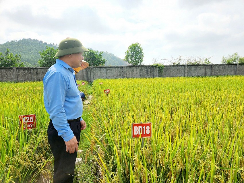 Đánh giá hậu kiểm sinh trưởng lúa vụ Xuân 2025 tại Nghệ An