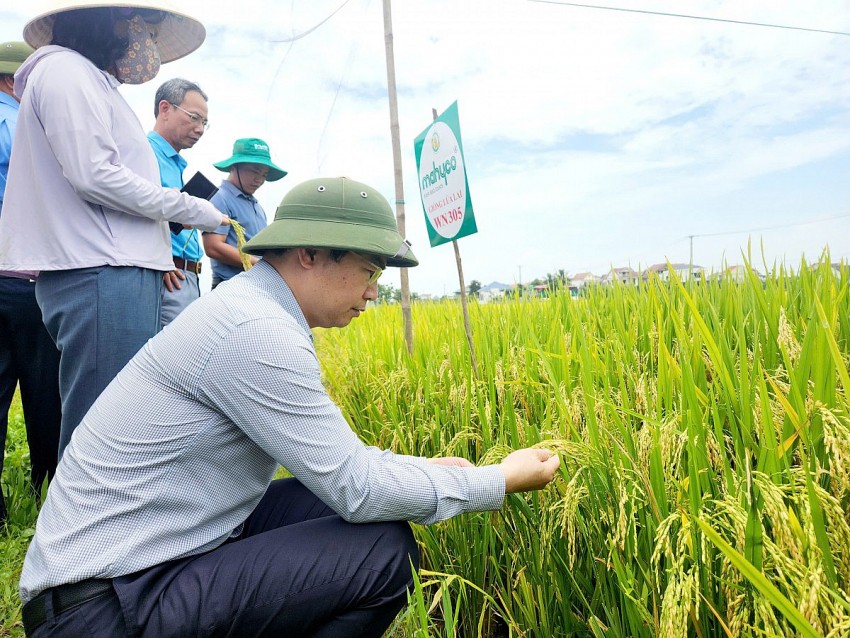 Đánh giá hậu kiểm sinh trưởng lúa vụ Xuân 2025 tại Nghệ An