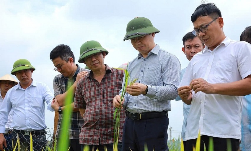 Đánh giá hậu kiểm sinh trưởng lúa vụ Xuân 2025 tại Nghệ An