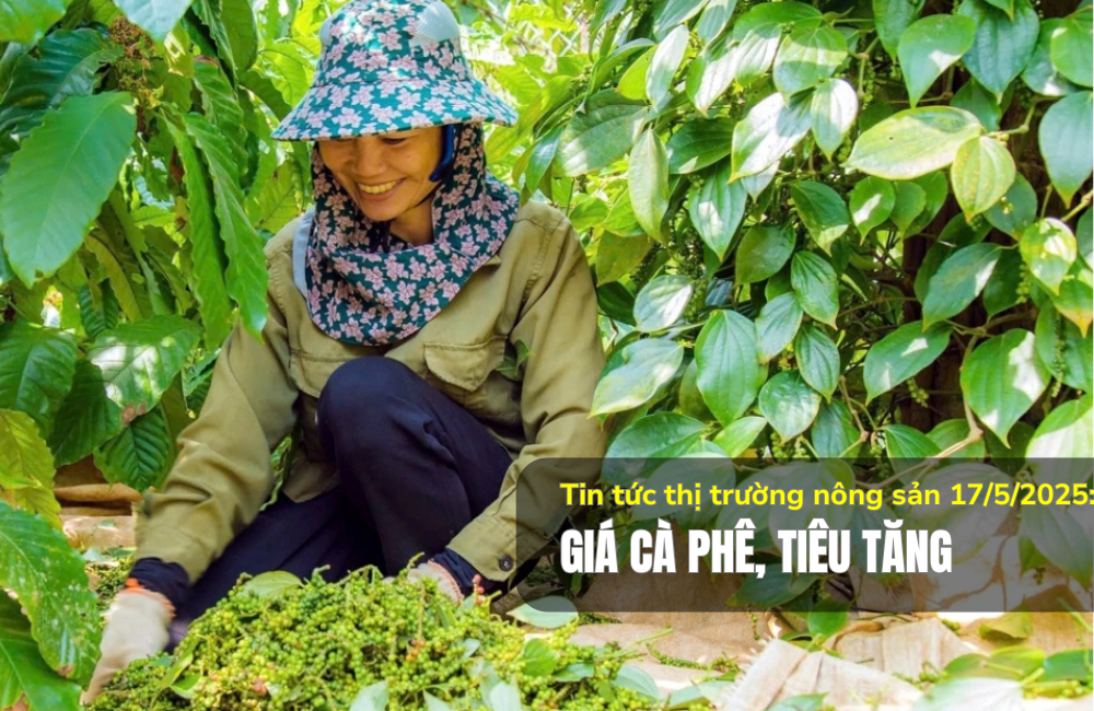 Tin tức thị trường nông sản 17/5/2025: Giá cà phê, tiêu tăng