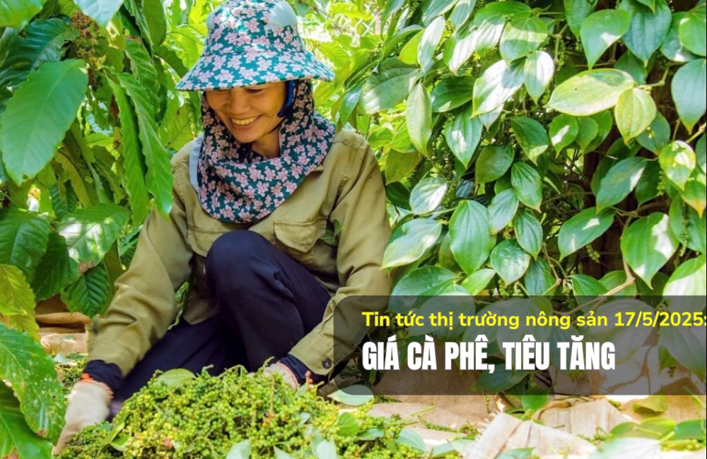 Tin tức thị trường nông sản 17/5/2025: Giá cà phê, tiêu tăng