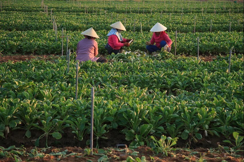 Đâu là nguyên nhân khiến nông dân chưa thực sự mặn mà với nông nghiệp hữu cơ?