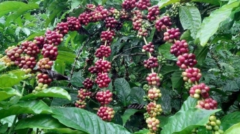 Hiệu quả từ sự cộng sinh đa tầng trên đất trồng cây cà phê
